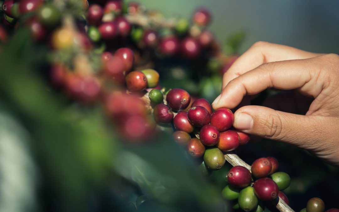 Encuentro de Fundaciones Eje Cafetero: Trabajo colaborativo para el desarrollo regional.