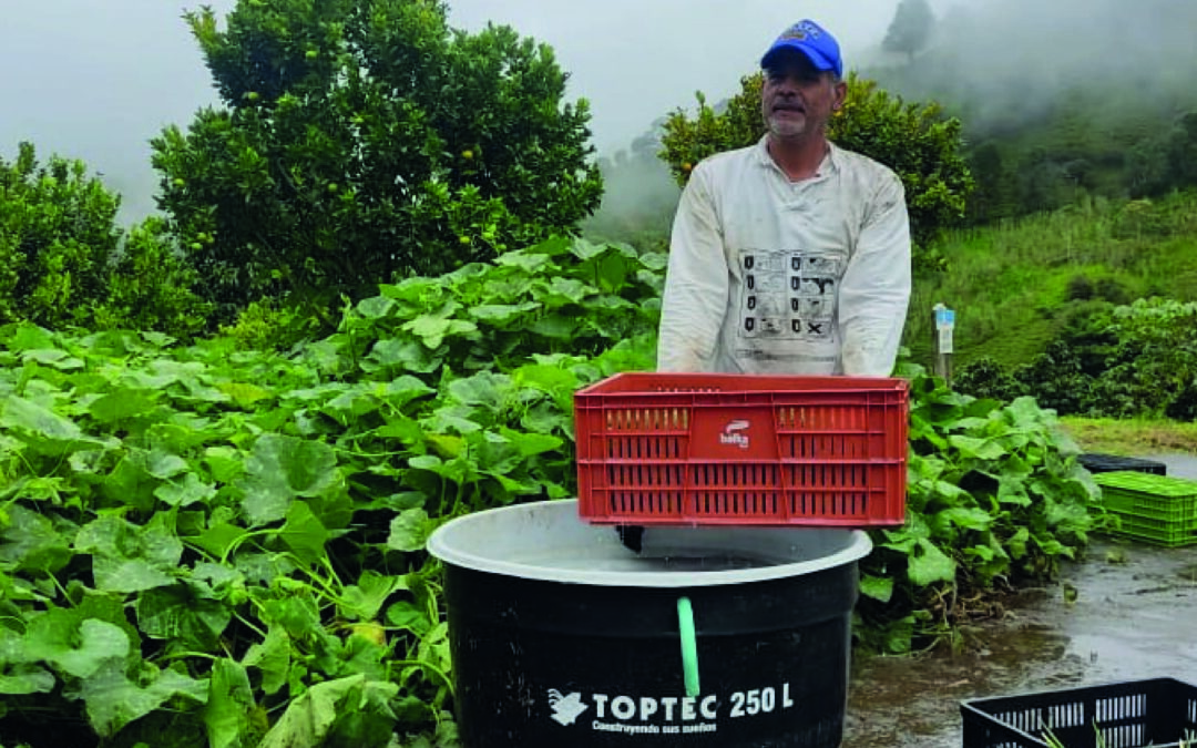 Fundación Acesco: Primera exportación de aguacate hacia Europa