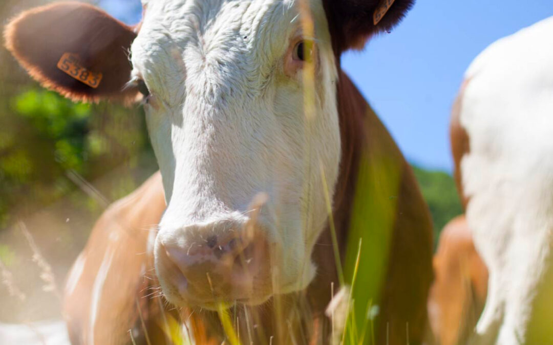 Proyecto de Ley 019 2022