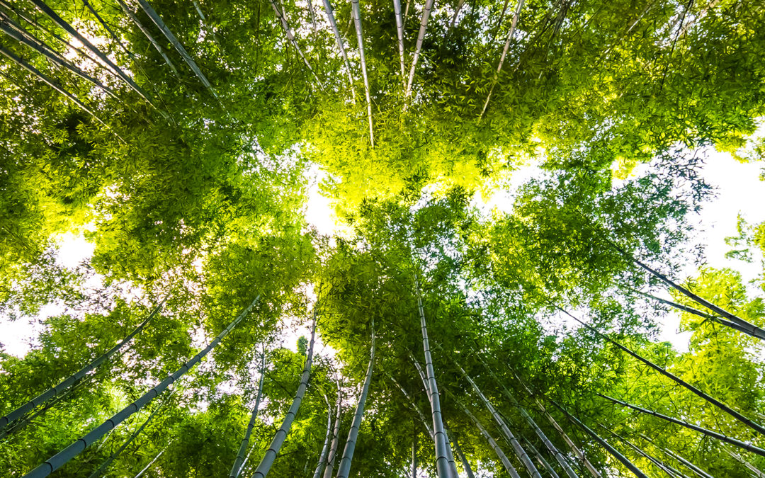 Unibán Fundación y Syngenta: 10 años de trabajo por la preservación del medio ambiente en Urabá